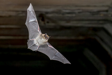 Whiskered Bat flying in Natural Environment