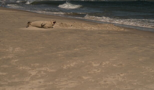 Seehund, Heuler, Skagen, Tierbaby