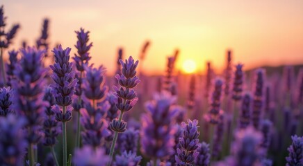 Naklejka premium Lavender flowers in a field at sunset with the sun setting