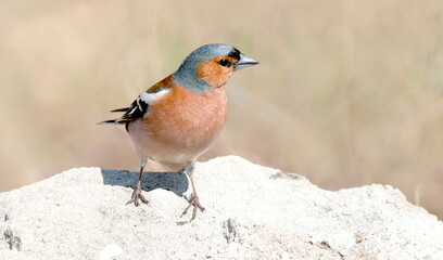 robin on the branch