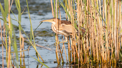 heron ardea cinerea