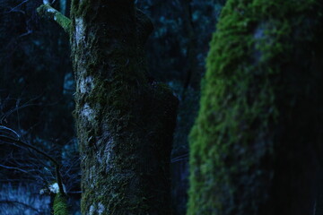 樹木と共生する苔01