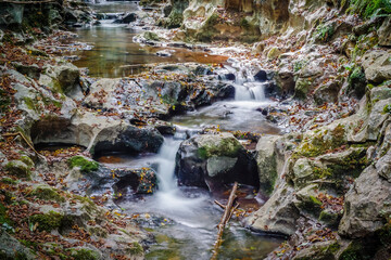 Crystal clear stream between trees in a lush forest