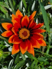 Closeup of a beautiful Gazania