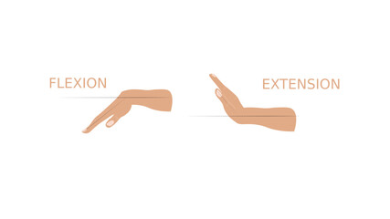 Wrist joint range of motion illustration showing flexion and extension – hand anatomy and exercises
