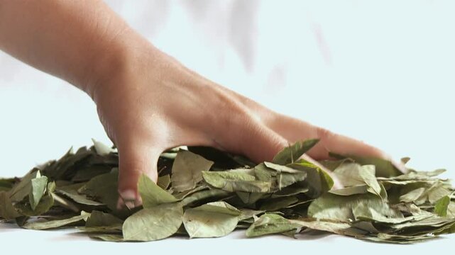 Hand holding coca leaves. South America