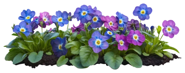 Fotobehang PNG Blue primrose flower bed flowers pansies garden. © Rawpixel.com