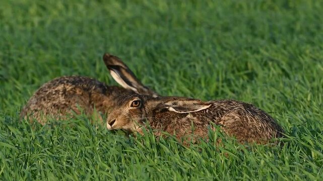 European hare lepus europaeus in the wild. Two hares are feeding in a meadow. Slow motion. Close up.
