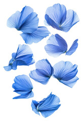 PNG Blue petals floating flower arrangement photography.