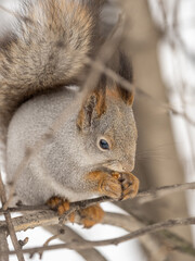 The squirrel with nut sits on tree in the winter or late autumn