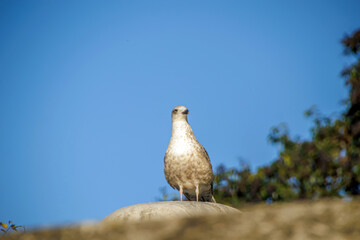 bird standing on the stone wall under blue sky