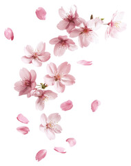 PNG Pink cherry blossom flowers and petals floating blossoms cherry blossoms arrangement.