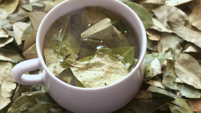 Coca tea with fresh coca leaves and hot water. South America.