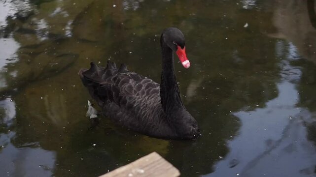 4K Footage Black Swan (Cygnus atratus) Large Water Bird Flapping Its Wings By The Lake. Close Up Shot
