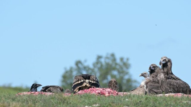 Steppe Eagle Aquila nipalensis in the wild. Close up. Birds crows eagle and vultures on the feeding area. Slow motion.