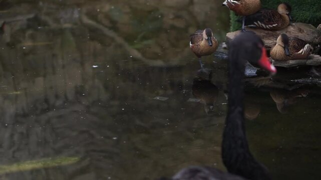 4K Footage Black Swan (Cygnus atratus) Large Water Bird Flapping Its Wings By The Lake. Close Up Shot