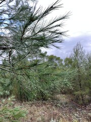 Forest in Podgorica on a clear day after raining. High quality photo