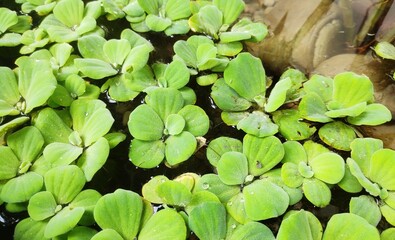 Floating aquatic plant - Pistia stratiotes. Family - Araceae. Common name- water cabbage, water lettuce, Nile cabbage, or shellflower.It may also commonly become weedy in hydrologically altered system