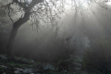 Fototapeta premium Woodland slope covered in dreamy clouds with sunbeams shining through early morning in northern Israel near Kiryat Tivon. 