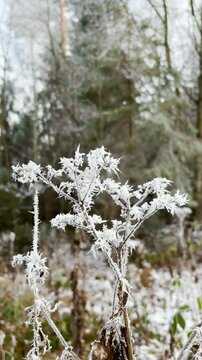 Frosty winter walk to Tomasovsky view, the rock protuberance providing wonderful views in National Park of Slovensky raj, Slovakia
