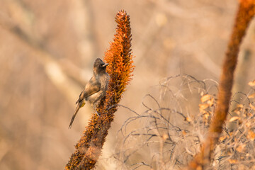 A bulbul perched on an orange plant