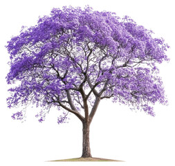 Fototapeta premium PNG Jacaranda tree blossom flowers purple.