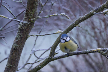 Blaumeise im Winter