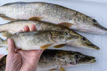 Fisherman Holding Freshly Caught Pike. Close up.