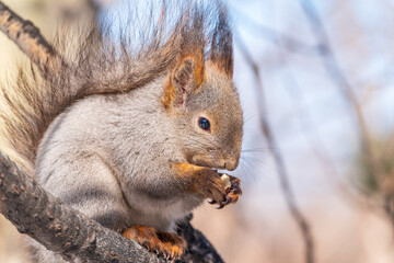 The squirrel with nut sits on tree in the winter or late autumn