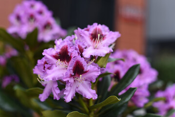Spring. Purple and pink flowers 