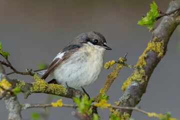 A male Pied Flycatcher (Ficedula hypoleuca) sits on a branch in spring.