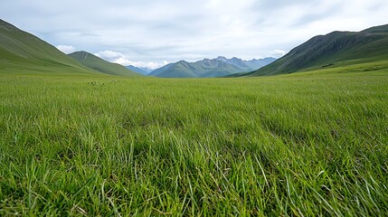 Fototapeta premium Serene Mountain Meadow with Wildflowers