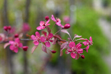 Blooming tree branches. Spring flowering. Macro