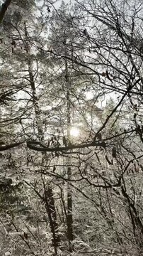 Frosty winter walk to Tomasovsky view, the rock protuberance providing wonderful views in National Park of Slovensky raj, Slovakia
