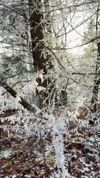 Frosty winter walk to Tomasovsky view, the rock protuberance providing wonderful views in National Park of Slovensky raj, Slovakia
