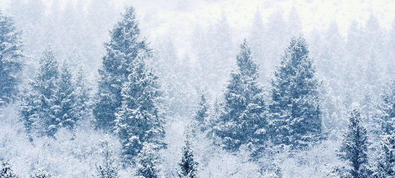 Winter Scene with Pine Tree Forest on Mountainside Snow Texture Blizzard Snow Storm