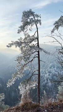 Frosty winter walk to Tomasovsky view, the rock protuberance providing wonderful views in National Park of Slovensky raj, Slovakia
