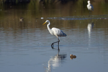 great white bird,  great white egret large claws, great egret wading through the water , white bird...