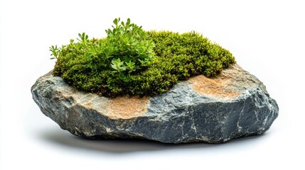 Green Moss and Small Plants on Grey Stone Isolated on White Background
