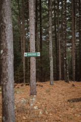 Forest hiking trails