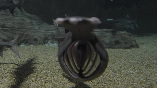 This video shows American Paddlefish (Polyodon spathula) with opens mouths, swimming past the camera.