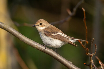 A female pied flycatcher (Ficedula hypoleuca) sits on a branch. Songbird in natural environment in spring.
