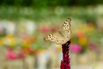 Closeup shot of a Grey Pansy butterfly resting on a leaf with wings wide open on colorful flowers. Soft natural light and creamy background make it perfect for wallpaper, poster, background