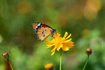 Closeup shot of a Plain Tiger butterfly resting on a leaf with wings wide open. Soft natural light and creamy background make it perfect for wallpaper, poster, or phone background use
