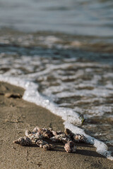Seashells scattered on the sand at the edge of the sea, with gentle waves in the background. The shells vary in size and shape, creating a natural and serene beach scene. The peaceful shoreline 