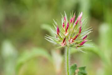 wild plants and flowers. Photos of plants with pink and red flowers.