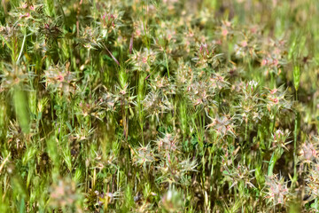 wild plants and flowers. Photos of plants with pink and red flowers.