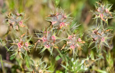 wild plants and flowers. Photos of plants with pink and red flowers.