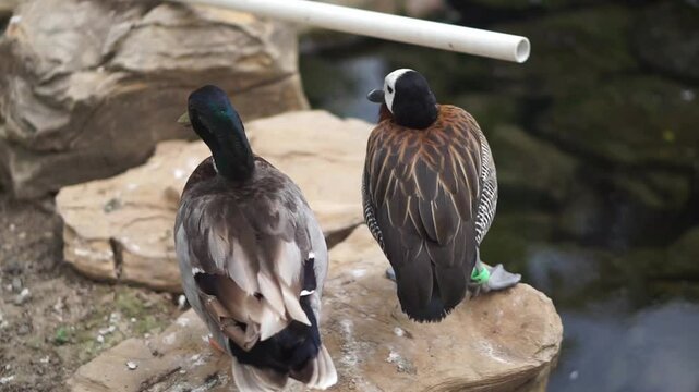 4K Footage of Beautiful Female Mandarin Duck Aix galericulata, a species of perching duck native to the Eastern Palearctic