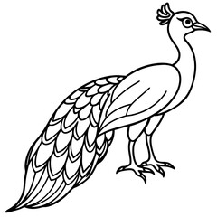 beautiful bird peacock silhouette